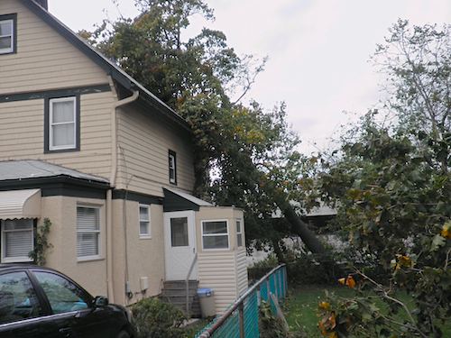 Downed tree
